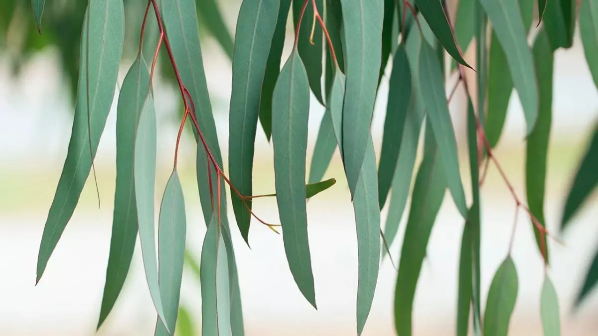 اکالیپتوس-کاماپرس