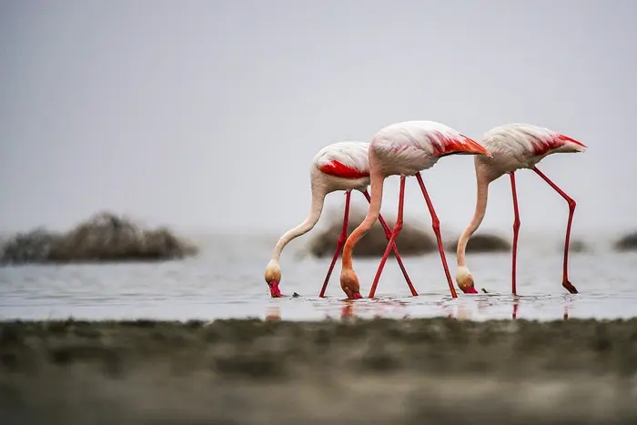 تالاب میانکاله-کاماپرس