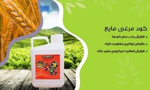 4 نوع کود مرغی که باید با آن آشنا شوید+ شرایط خرید