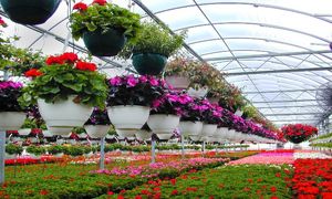 آیا می توانیم از سیستم گرمایشی تابشی برای گلخانه استفاده کنیم؟