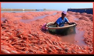 مزرعه خیره‌کننده پرورش میگو در ویتنام (ویدیو)