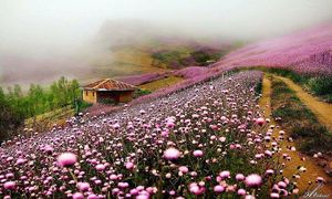 5 مکان بکر و رویایی برای کمپینگ در حوالی تالش