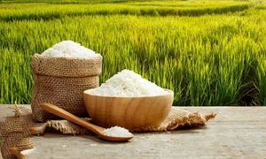 بورس خرید برنج ایرانی در رشت کجاست؟