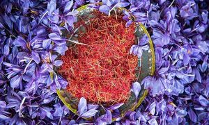 همکاری جدید نوین زعفران با گلرنگ پخش