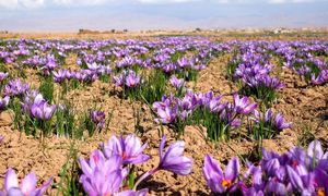 برنامه و جدول کوددهی زعفران