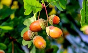 آشتی با طبیعت در کمپین «لمس بلوط» زاگرس پوش