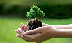 درختکاری تپسی در لتیان