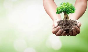 خرید نهال با 15 درصد تخفیف برای کاربران آسیاتک / به مناسبت هفته درخت کاری