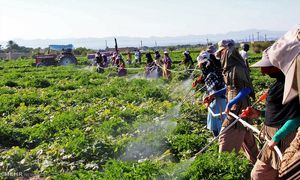 مرحله پنجم طرح اشتغال پایدار روستایی آغاز شد