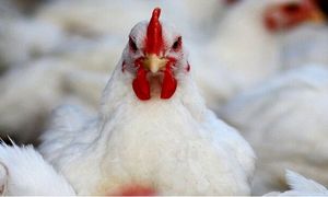 علت گرانی مرغ؛ گم شدن 2.5 میلیارد دلار ارز واردات خوراک طیور