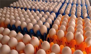 تخم مرغ شانه ای چند؟