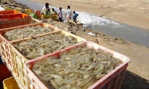 حمایت بانک کشاورزی از طرح پرورش لارو میگو در تنگستان