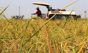 ارائه تسهیلات به اقشار روستایی و عشایر