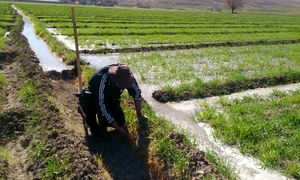عدم توجه دولت به بخش کشاورزی